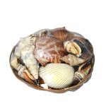 Muschelkorb